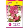 Phlox Seed