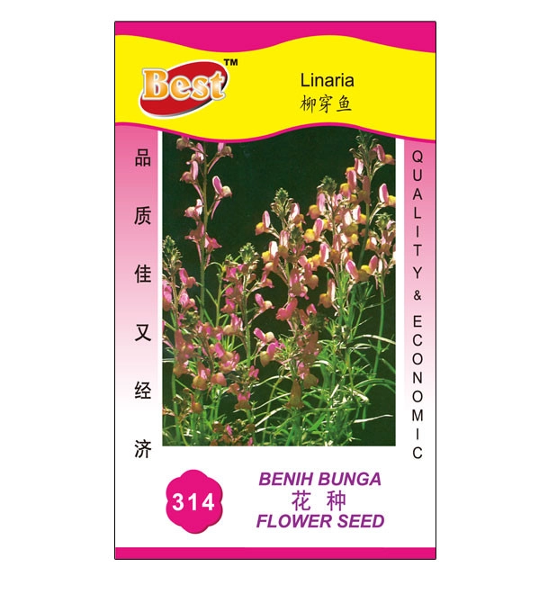 1589532078cc4edb93cd69ecf3e6ca4e43cf77bfc2 High-Quality Linaria Seed